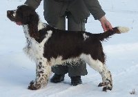 Rambo della Giuliana - import Itálie