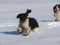 Sníh májí všichni špringři rádi.