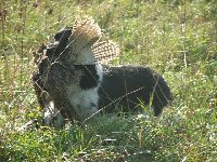 Aportuju dobře, ale přes bažantí křídlo skoro nevidím....