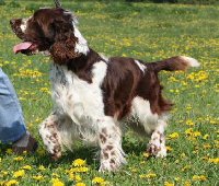 Tancující Rambík....