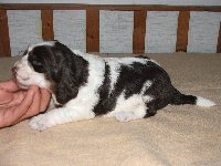 Pejsek č. 2 - tři týdny