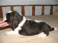 Pejsek č. 3 - tři týdny