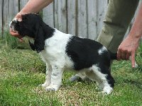 Felicita - fenka č. 1