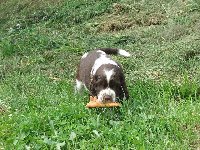 Famóso /Hadik/ aportuje prasátko