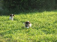 Jupí! /Bobík a za ním Fadži/