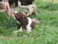 Hadiku drž! - Famóso drží srnčí spárek