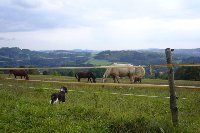 Fário pozoruje koně a nebojí se jich.