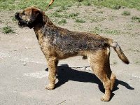 Borek Ostrý lovec- chovný pes