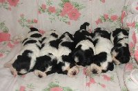 Naše štěňátka - Hasan, Heros, Hubert, Hudy, Herieta a Heidi
Zleva - dva pejsci, fenečka Herieta, dva pejsci a fenečka Heidi)