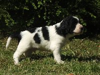 Herosek - coby nadějný výstavní pes!