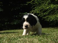 Hasánek plížící