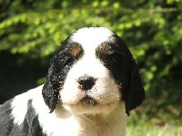 Fenečka 3 - Herieta