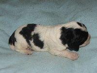 pejsek č. 3 - KARGUS