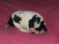 fenka č. 1 - KARINA