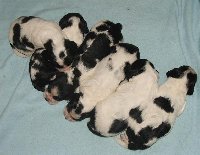 zleva Kargus, Kendy, Kerd, Karina, Kara a Kajka