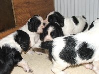 Chumel štěňátek "Belátek". 