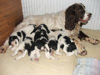 Stále baští od maminky Belinky - zleva Kara, Kargus, Kerd pod ním Kendy, pak Karina a Kajka. 