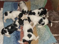 Krmení ve třech týdnech věku. Zleva od více černého pejska Kerdíka je Kara, Kargus, Kendy, Karina a Kajka. 