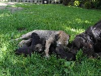 Mamina Bordice se štěňaty a Meďan