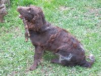 Chlupka (Edyna) v jednom roce.