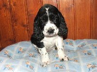 Kendy - šikovný, nebojácný, čiperný a vynalézavý pejsek 