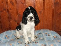 Kargus - nebojácný, velice šikovný, neposedný, všude přítomný pejsek 