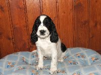 Karina - velmi miloučká, nežnoučká, přítulná, mazlivá, nebojácná moc šikovná fenka 