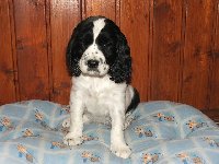 Kajka - nebojácná, čiperná, štípavá, kousavá, uštěkaná, zvídavá lumpice