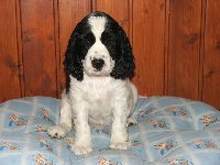 Kara - velká bojovnice, ale milá a přítulná, všechno ohlásí, hlavně krmení, všechno co se jí hodí přinese