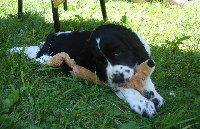 Kedny již v nové domově - dáví lišku!