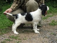 KARA - zadaná fenka