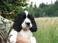 Kají - je vždy v pozoru a zkoumá okolí. 