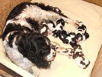 Mompiška se štěňátky (jedno není vidět)