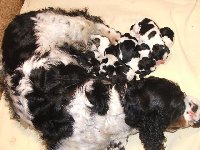 Starostlivá mamina Mompyna