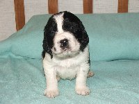 Pejsek č. 3 - černobílý, MORIS, suverén, zvědavec, vrčoun a pažrout