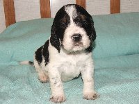 Pejsek č. 4 - černobílý s pálením, MEKY, šikula, bojovník, zvědavec a krasavec!