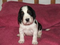 Fenka č. 3 - černobílá s pálením, MOMPY, šikula, zvědavec, nic jí neuteče a vrčava!