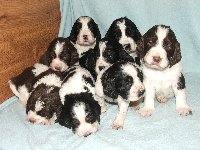 Všechna štěňátka pohromadě, některá již usínají...focení je dlouhé....tentokrát jsou to holčičky Maja, Mompy a očička přivírá Marja, chlapi mají výdrž! I když Meky také vypadá, že se mu zavírají očička.....