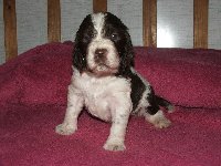 Fena č. 2 - MAJA, šikovná, miloučká a zvědavá