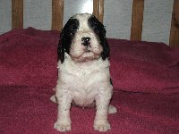 fenka č. 4 - černobílá, MENDY, macíček, miloučká, ale jak jde do tuhého, nezná bratra!