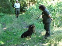 Lessie od Gerclínského vrchu na všestranných zkouškách.