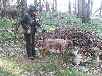 Bad z Kopaninské hájovny dosledoval srnčí zvěř na barvářských zkouškách.