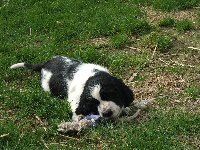 Mobby šest týdnů.