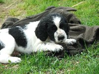 Mobbíšek šest týdnů.