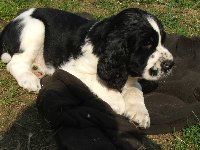 Morisek šest týdnů.