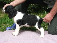 Moris z Větrné paseky