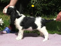 Mendy z Větrné paseky