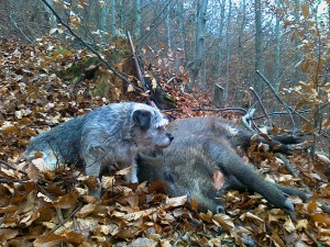 Mik Ostrý lovec stále ještě se svým pánem chodí do lesa a pomáhá při lovu.