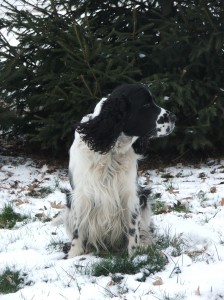 Ingo vyhlíží další nevěstu.