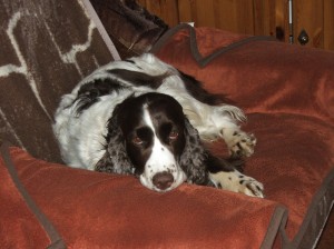 Prosím, chci hajat!